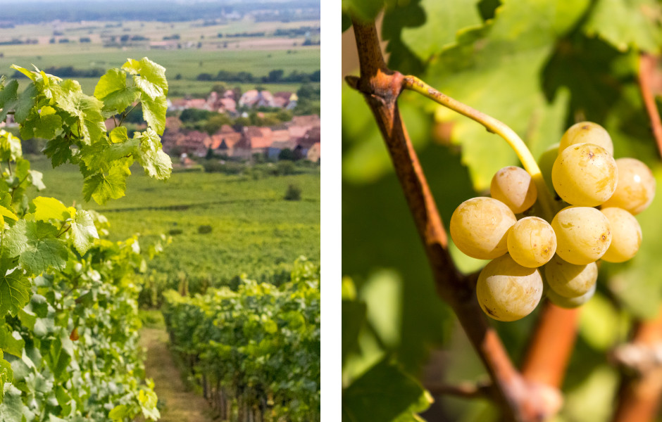 Vignoble à Saint-Hippolyte près de Colmar en Alsace